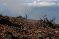 ¿Es conveniente retirar la madera quemada tras un incendio forestal?